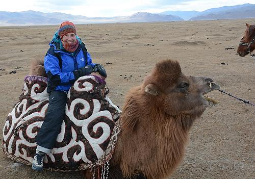 Camel kneeling.